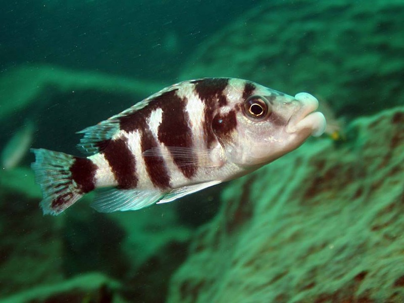 Placidochromis milomo 'Likoma Island'